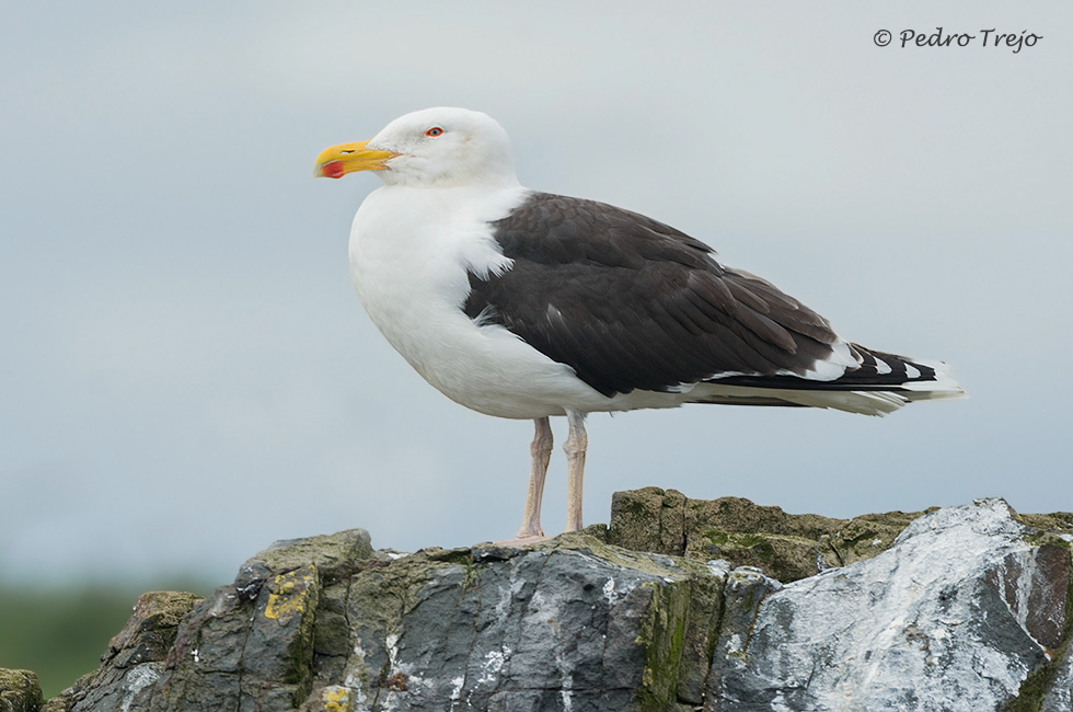 Gavión atlántico (Larus marinus)